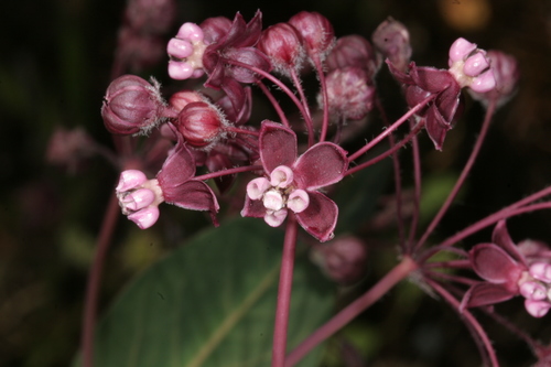 Heart-Leaf Milkweed