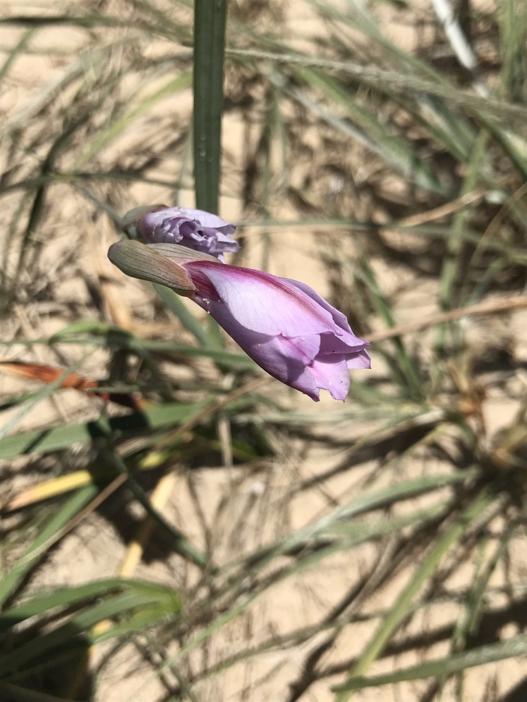 Gladiolus gueinzii (Beach Dune Gladiolus)