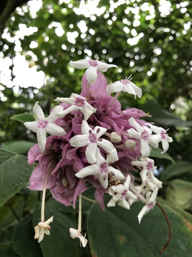 Clerodendrum macrostegium