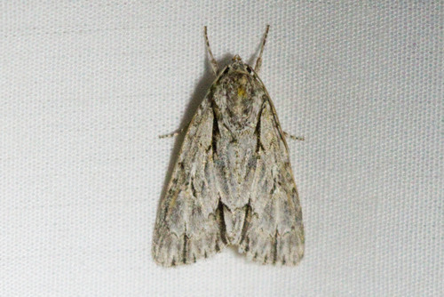 Acronicta strigulata