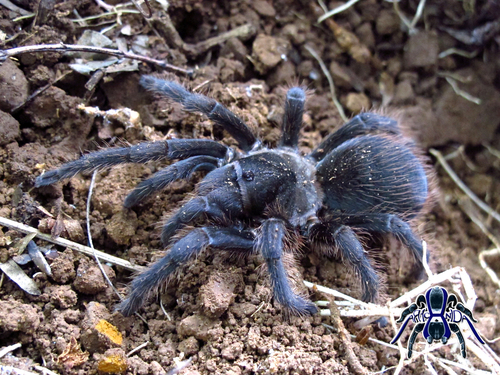 Nayarit Tarantula