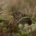 Fuegian Snipe - Photo (c) Omar Barroso, all rights reserved, uploaded by Omar Barroso