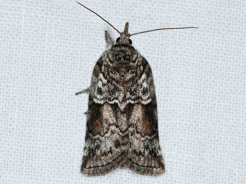 Nycteola frigidana Walker, 1863