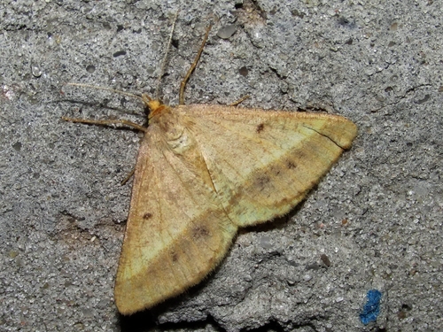 Isturgia arenacearia