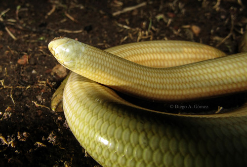 Cobra-cega (Typhlops reticulatus).