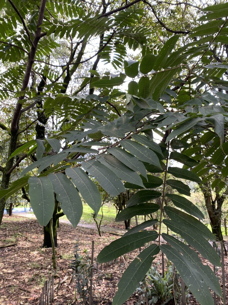 West Indies Cedrela in November 2020 by Oswaldo Cortes · iNaturalist