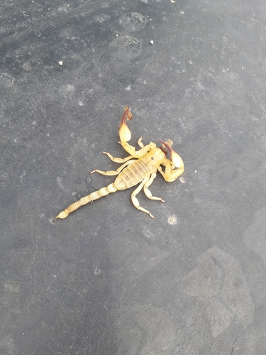 Kalahari Burrowing Scorpion