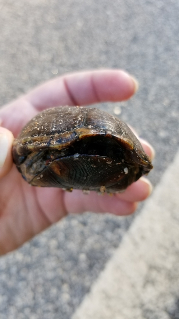 Striped Mud Turtle From 410 Burkhalter Rd, Statesboro, Ga 30458, Usa On 