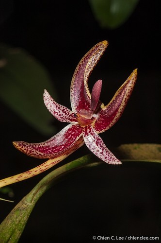 Patens Orchid