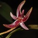 Bulbophyllum patens - Photo (c) Chien Lee, todos los derechos reservados, subido por Chien Lee