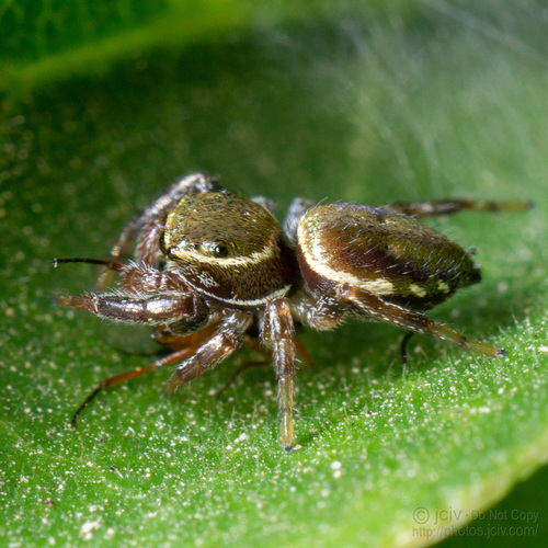 Messua limbata