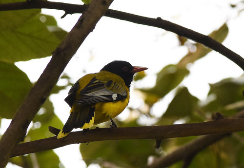 Black-tailed Oriole