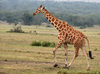 Reticulated Giraffe - Photo (c) Henry Fabian, all rights reserved, uploaded by Henry Fabian
