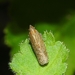 Betatropis formosana - Photo (c) 熊盛志, all rights reserved, uploaded by 熊盛志