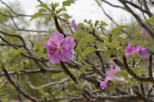 Uncarina stellulifera