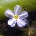 Nymphoides cristata - Photo (c) revati gindi, todos los derechos reservados, subido por revati gindi