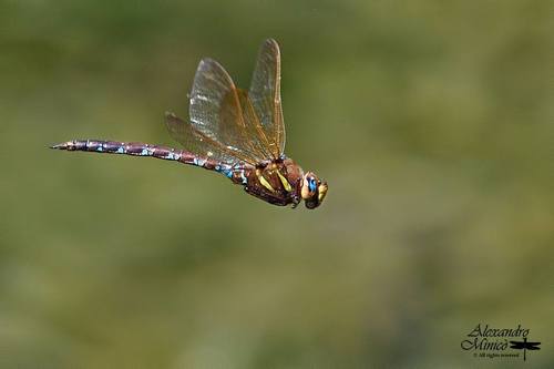 Brown Hawker
