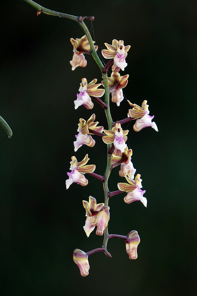 Cleisostoma simondii (Cleisostoma simondii)