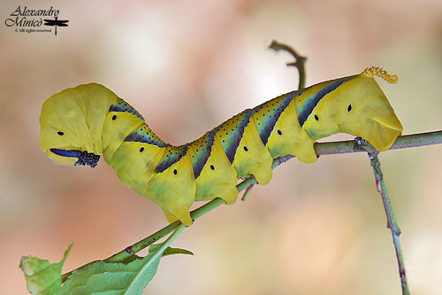 Acherontia atropos