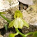 Leochilus scriptus - Photo (c) Jose Madrid, all rights reserved, uploaded by Jose Madrid