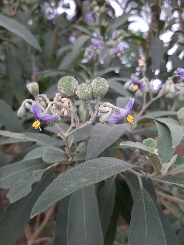 Solanum stipulaceum