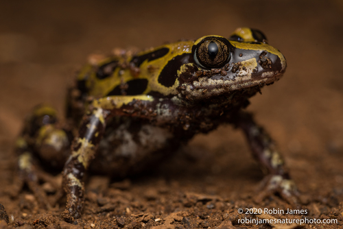 Senegal Running Frog