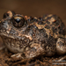 Tremelo Sand Frog - Photo (c) Robin James, all rights reserved, uploaded by Robin James