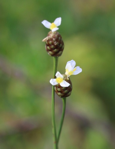 Xyris platylepis Chapm.