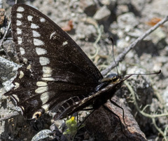Papilio indra image