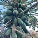 Carica papaya - Photo (c) Clare Kimiecik, όλα τα δικαιώματα διατηρούνται, uploaded by Clare Kimiecik