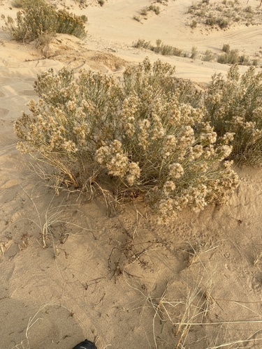 Ericameria parryi var. imula