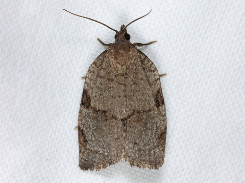 Lozotaenia costinotana