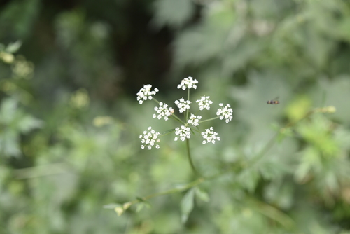 Deeply-serrate-leaf ostericum (Ostericum grosseserratum)