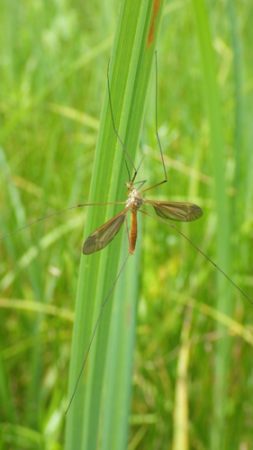 Angarotipula illustris · iNaturalist