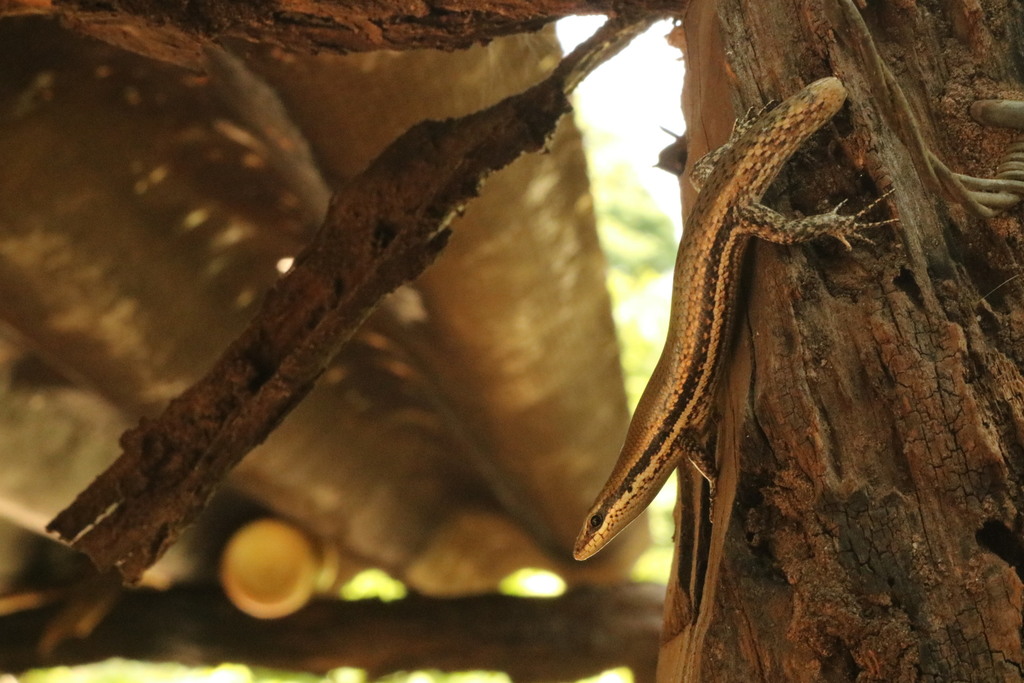 Maracaibo Skink (Maracaiba zuliae)