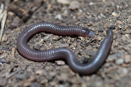Central Iberian Worm Lizard