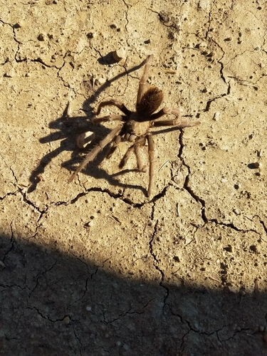 iNaturalist observation photo of Desert Tarantula
