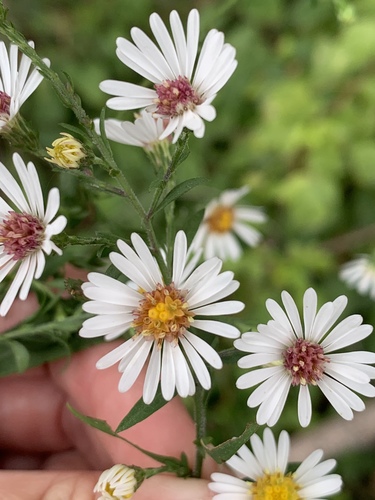 Symphyotrichum ontarionis var. ontarionis