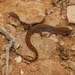 Saurodactylus harrisii - Photo (c) Karim Chouchane, todos los derechos reservados, uploaded by Karim Chouchane