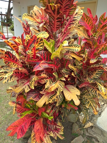 Variety Codiaeum variegatum cavernicola · iNaturalist