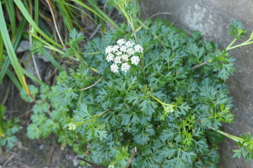 Peucedanum chujaense