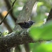 Star-throated Antwren - Photo (c) rdwilcox51, all rights reserved, uploaded by rdwilcox51