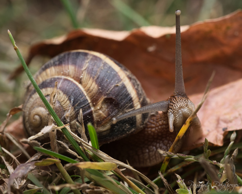 Turkish Snail