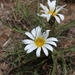 Grassland Gazania - Photo (c) Michele Walters, all rights reserved, uploaded by Michele Walters