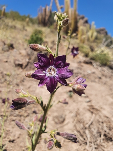 Malesherbia linearifolia (Cav.) Poir.
