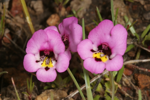 purplelip pansy monkeyflower (Mimulus angustatus)