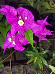Bougainvillea glabra image