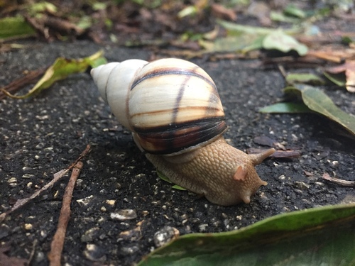 Banded Tree Snail