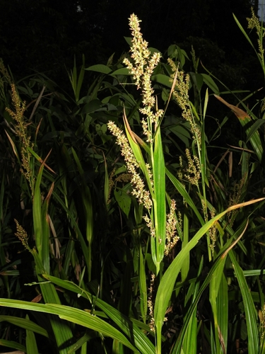 Scleria mitis