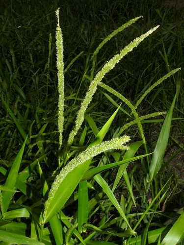 Hymenachne donacifolia